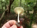 Chrysomphalina strombodes image