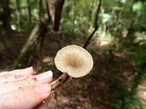 Chrysomphalina strombodes image