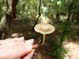 Chrysomphalina strombodes image