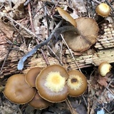 Kuehneromyces lignicola image