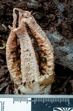 Pseudocolus fusiformis image