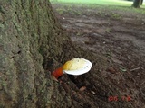 Ganoderma curtisii image