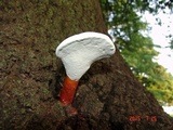Ganoderma curtisii image