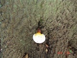 Ganoderma curtisii image