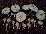 Chlorophyllum hortense image