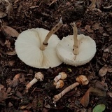 Chlorophyllum hortense image