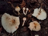 Chlorophyllum hortense image