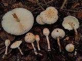 Chlorophyllum hortense image