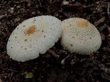 Chlorophyllum hortense image