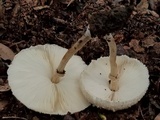 Chlorophyllum hortense image