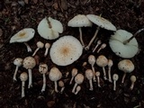 Chlorophyllum hortense image
