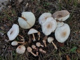 Chlorophyllum hortense image