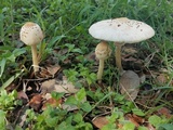 Chlorophyllum hortense image