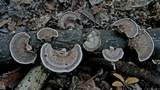 Schizophyllum fasciatum image