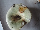 Russula heterophylla image
