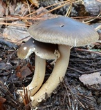 Amanita dulciarii image