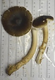 Amanita dulciarii image