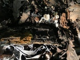Collybia cookei image