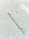 Collybia cookei image