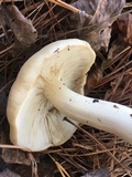 Rhodocollybia maculata image