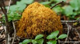 Ramaria stricta image