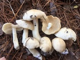Rhodocollybia maculata image