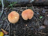 Xerocomus illudens image