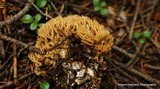 Ramaria stricta image