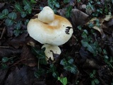Russula compacta image