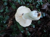 Russula compacta image