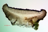 Catillaria glauconigrans image