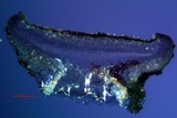 Catillaria glauconigrans image