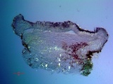 Catillaria glauconigrans image