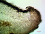 Catillaria glauconigrans image
