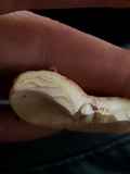 Lactarius chrysorrheus image