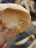 Lactarius chrysorrheus image