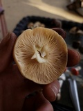 Lactarius chrysorrheus image