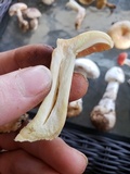 Lactarius chrysorrheus image