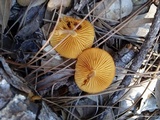 Gymnopilus aeruginosus image