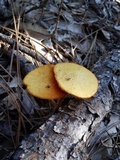 Gymnopilus aeruginosus image