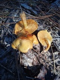 Gymnopilus aeruginosus image