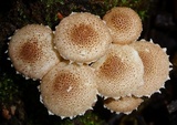 Ripartitella brasiliensis image