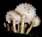 Ripartitella brasiliensis image