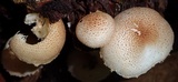 Ripartitella brasiliensis image
