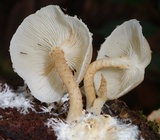 Ripartitella brasiliensis image