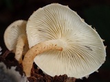 Ripartitella brasiliensis image