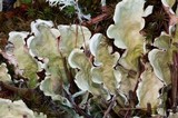 Nephroma arcticum image