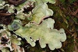 Nephroma arcticum image