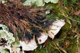 Nephroma arcticum image