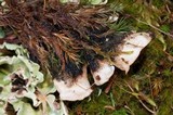 Nephroma arcticum image